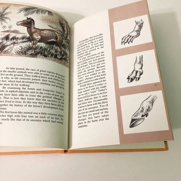 Vintage  1965 The History of the Horse by William DuPuy Hardcover Book - Picture 11 of 16